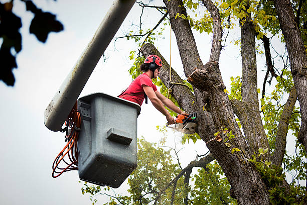 Best Tree Trimming Near Me  in Lofall, WA